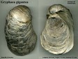 Gryphaea_gigantea